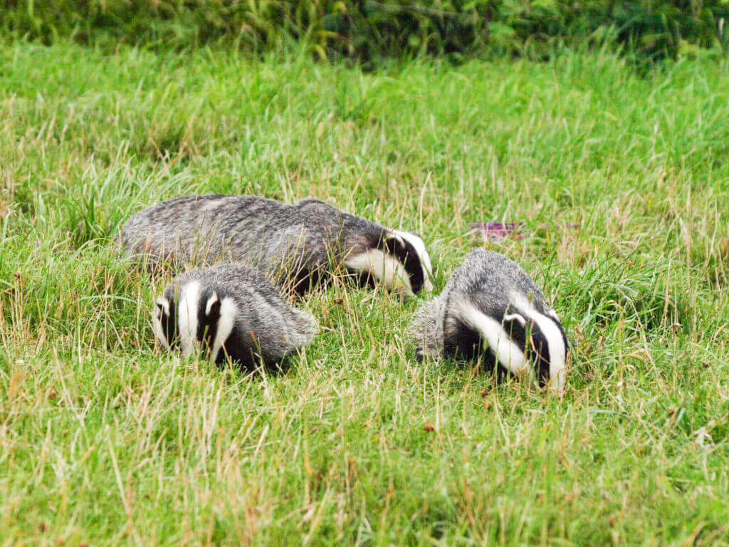 Blaireaux dans la nature