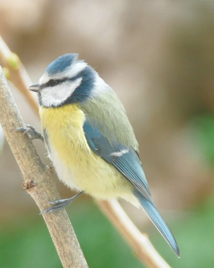 Mésange bleue